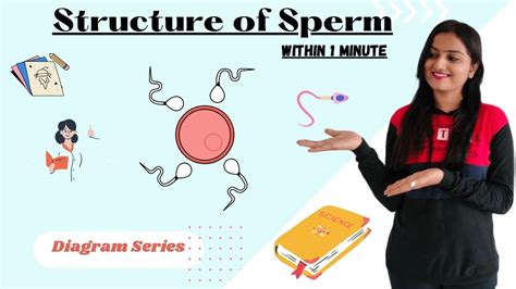 How To Draw Structure Of Sperm Diagram Series Science Human Sperm