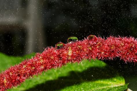 Premium Photo Water Drop Of Morning Dew On Blossom Beautiful Red