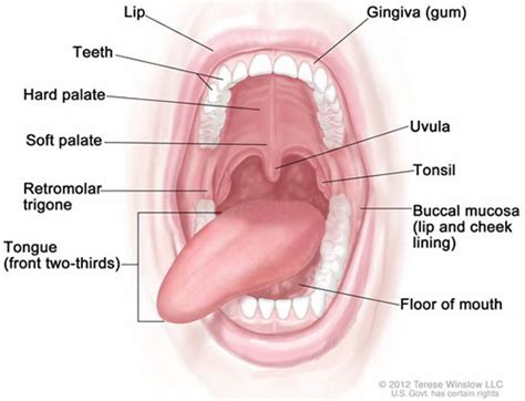 Labial Mucosa Anatomy