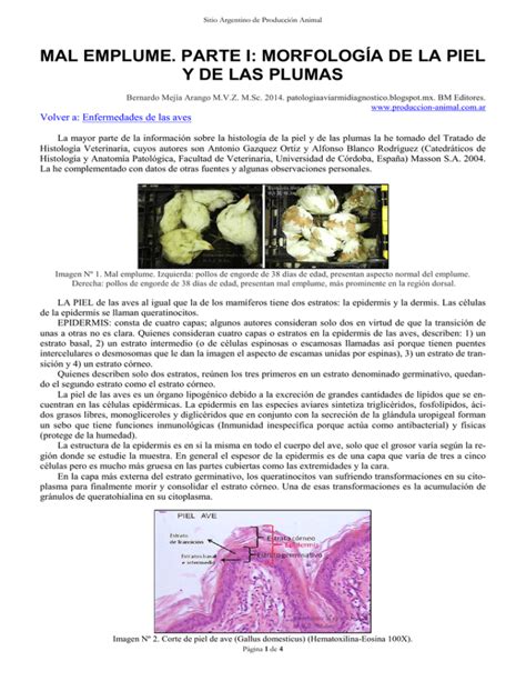 mal emplume parte i morfología de la piel y de las plumas