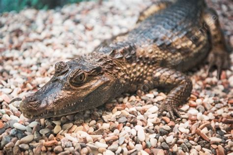 The Spectacled Caiman Caiman Crocodilus Chiapasius Closeup Portrait The