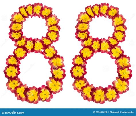 Numeral Ochenta Y Ocho De Flores Naturales De Primula Aisladas Sobre