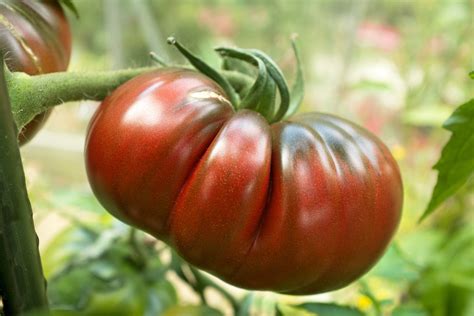 Black Russian Tomato Seeds Heirloom In 2021 Tomato Seeds Beefsteak