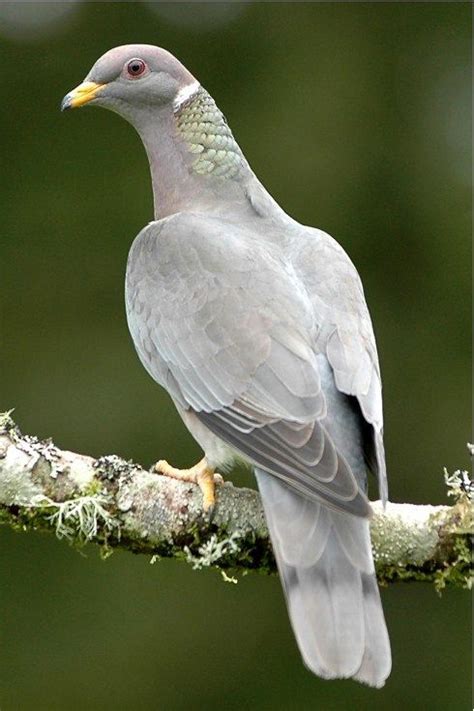 Band Tailed Pigeons Band Tailed Pigeons Are One Of The Most Common