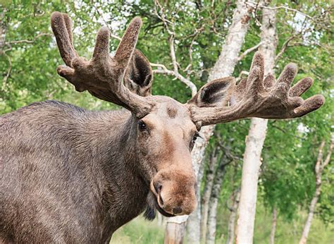 450 Alaska Musu Fotoğraflar Stok Fotoğrafları Resimler Ve Royalty