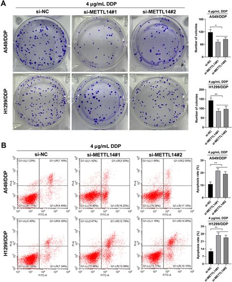 Mettl14 Was Highly Expressed Nsclc Tissuescells And Ddp Resistance