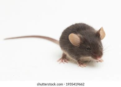 Black Common House Mouse Isolated On Stock Photo Shutterstock