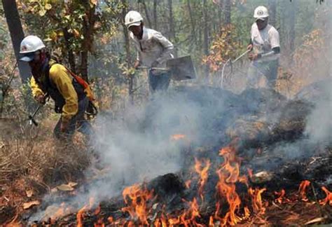 Icf M S De Mil Hect Reas De Bosque Han Sido Destruidos Por