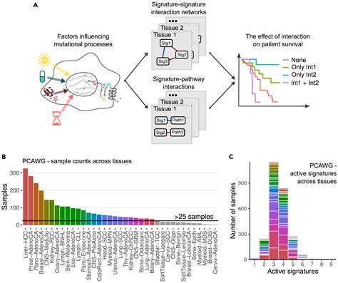 Pan Cancer Analysis Of The Interplay Between Mutational Signatures And