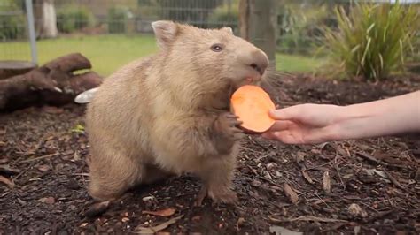 Why Is Wombat Poop Cube Shaped Researchers Reveal Its Mystery The