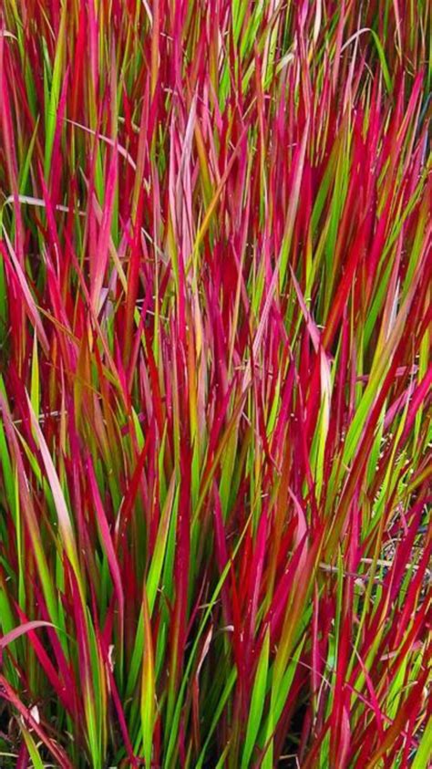 Imperata Cylindrica Red Baron Japanese Blood Grass Blood Grass With