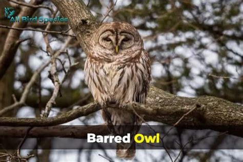 8 Owls In Missouri Id Guide With Photos All Bird Species