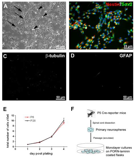 Isolation And Maintenance Of Neural Precursors Cells Npcs From Download Scientific Diagram