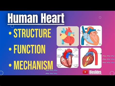 Human Heart Structure Function Mechanism Bioslides YouTube