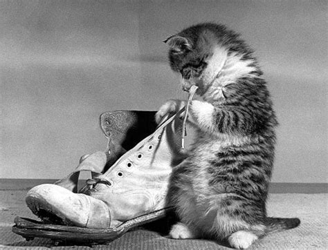 Cats Of Yore On Twitter Kitten Giving Constructive Criticism To An