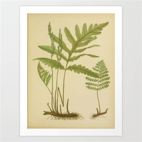 Sensitive Ferns Art Print By Blue Specs Studio Society6