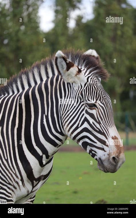 Female Gr Vys Zebra Equus Grevyi Stock Photo Alamy