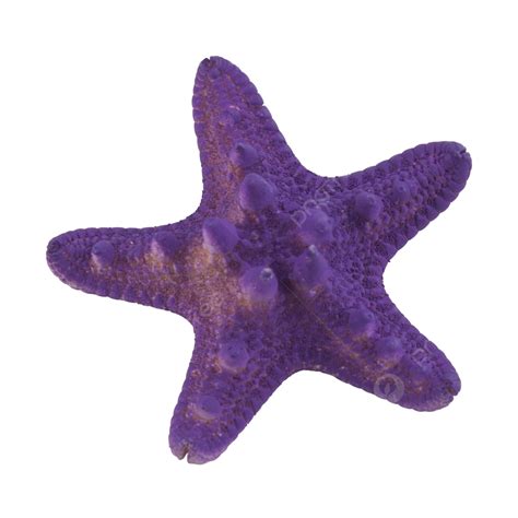 Purple Starfish