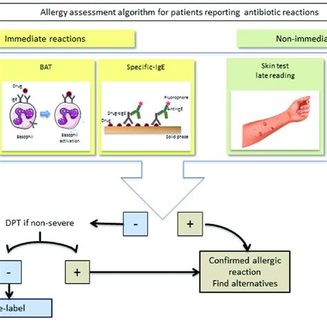 Classification Of Hypersensitivity Reactions To Antibiotics Download