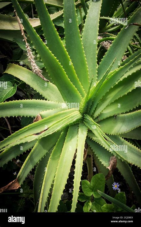 Aloe Arborescens Candelabra Aloe Stock Photo Alamy