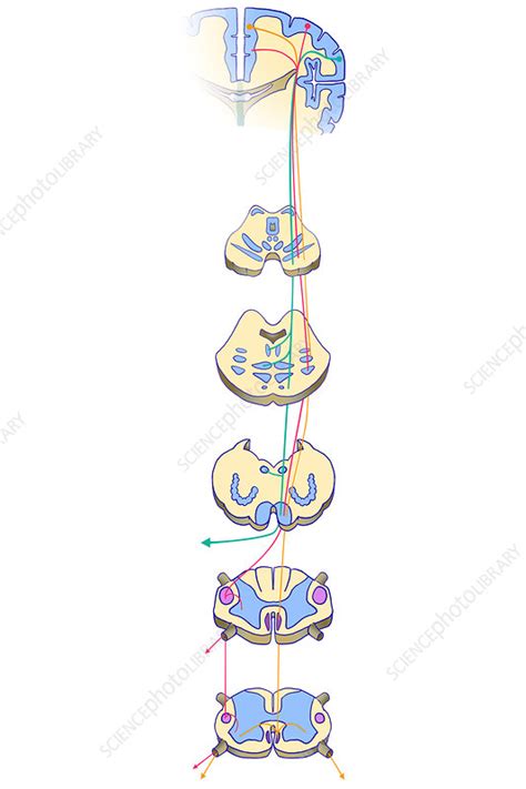 Corticobulbar Tract Cross Section