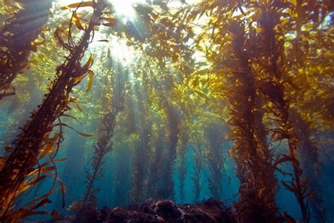 Kelp Forest Cabrillo National Monument Us National Park Service