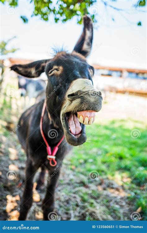 Donkey Braying Stock Image Image Of Cream Mule White 123560651