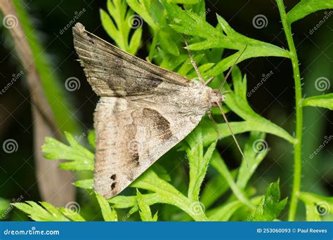 Forage Looper Moth Caenurgina Erechtea Stock Image Image Of North