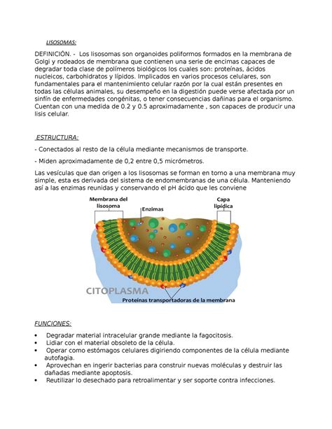 Paja Nabo Política Caloría Esquivo Impulso Las Funciones De Los Lisosomas