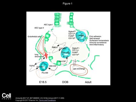 TGF β Gives an Air of Exclusivity to Alveolar Macrophages ppt download