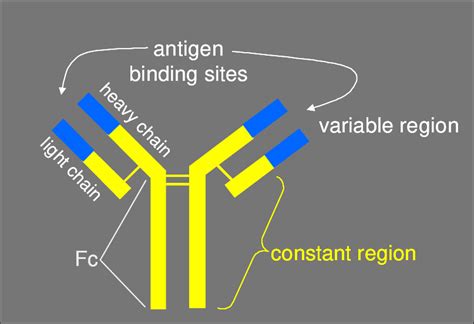 Basic Structure Of An Antibody Download Scientific Diagram