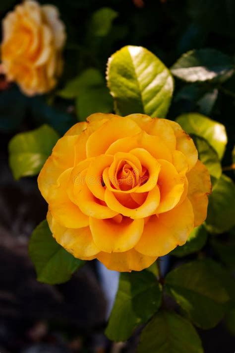 Disparo Vertical De Un Arbusto De Rosas Amarillas Con Hojas Verdes Foto