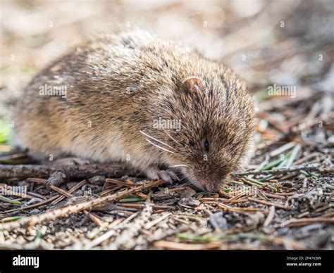 A Closeup Of A Common Vole On The Ground With A Blurry Background
