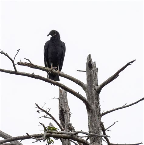 Voting Alabama Wildlife Center