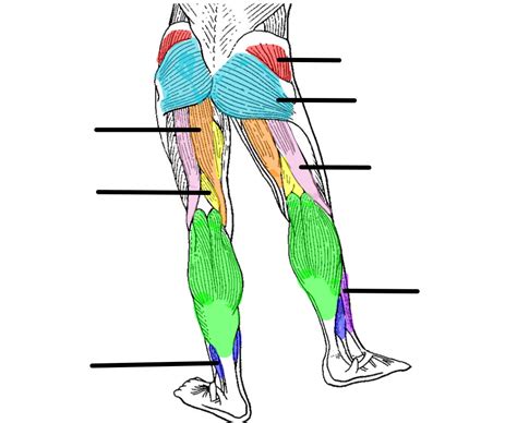 Posterior Leg Muscles Diagram Quizlet