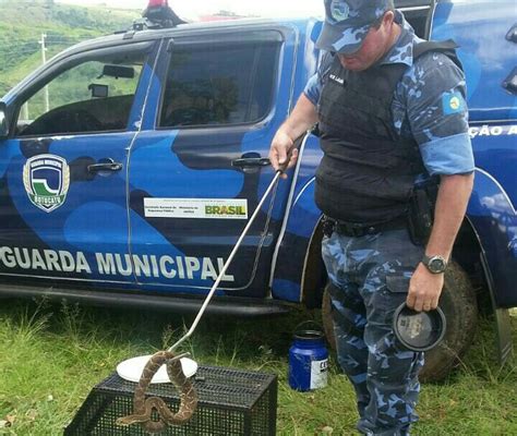 Guarda Municipal resgata duas cascavéis em propriedade rural de