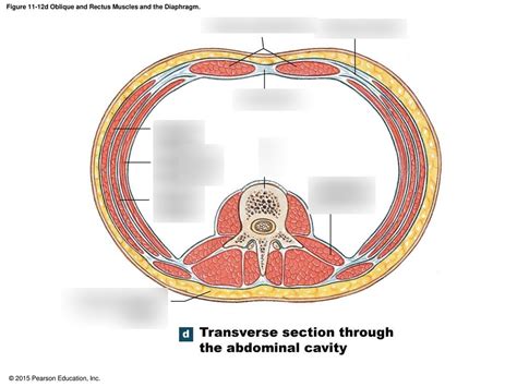 Cross Section Abdominal Muscles Diagram Quizlet