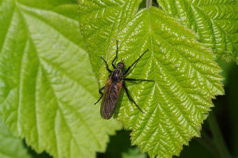 R F Insecta Diptera Empididae Empis Euempis