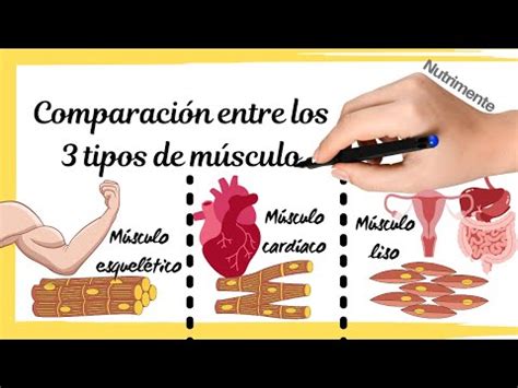 Comparaci N De Los Tipos Musculares Esquel Tico Card Aco Y Liso