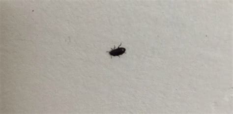 Identifying Small Black Bugs Thriftyfun