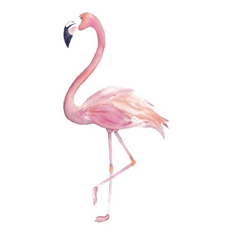 Free Transparent Flamingo Download Free Transparent Flamingo Png