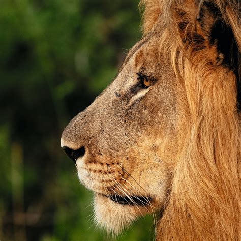Lion Side Profile