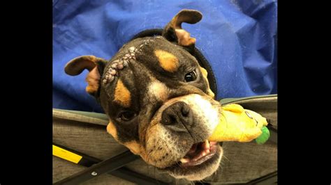 Deformed Dog Transformed By Surgery Louisiana Photos Show Charlotte