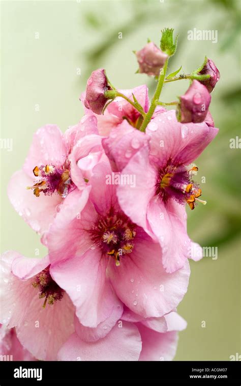 Dwarf Pink Verbascum Flower Stock Photo Alamy
