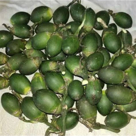 Jual Buah Pinang Muda Segar Per Kg Shopee Indonesia