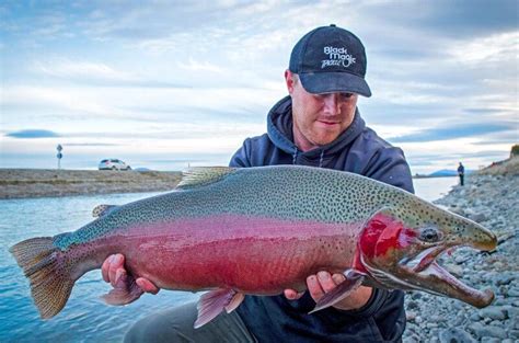 The Rainbow Trout Oncorhynchus Mykiss Kaieteur News