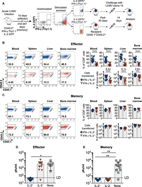 Intrinsic Il Production By Effector Cd T Cells Affects Il