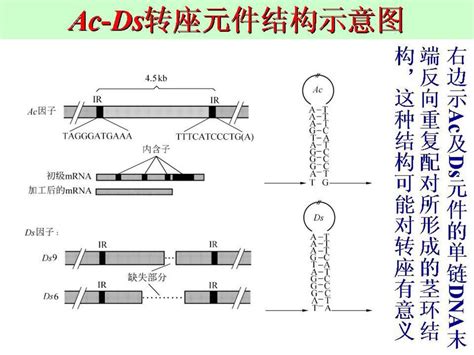 第六章 转座 Ppt Download