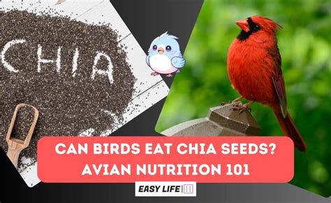 Can Birds Eat Chia Seeds Avian Nutrition