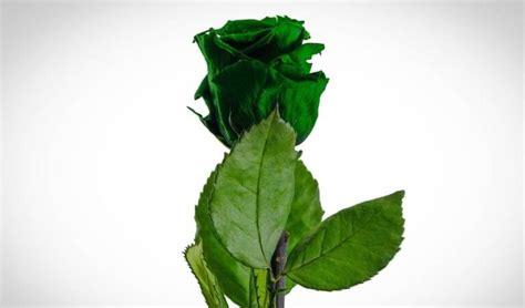 Green Rose Meaning: Renewal, Stability, Love, Fertility, and More